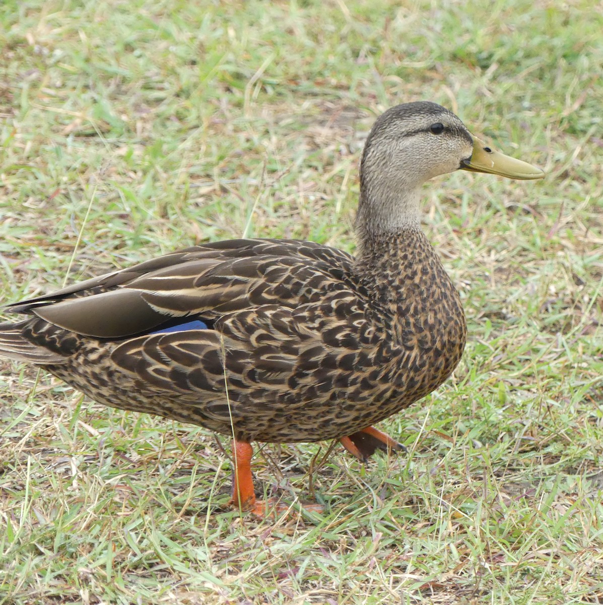 Mottled Duck - ML619847944