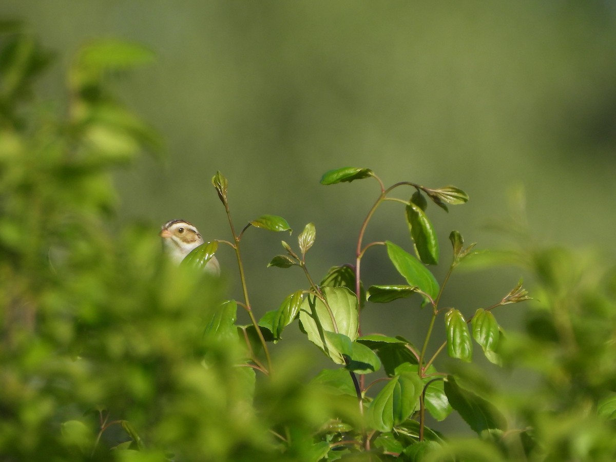 Clay-colored Sparrow - ML619847972