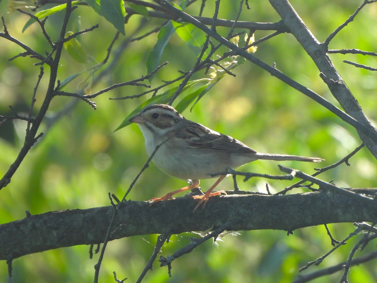 Clay-colored Sparrow - ML619847973