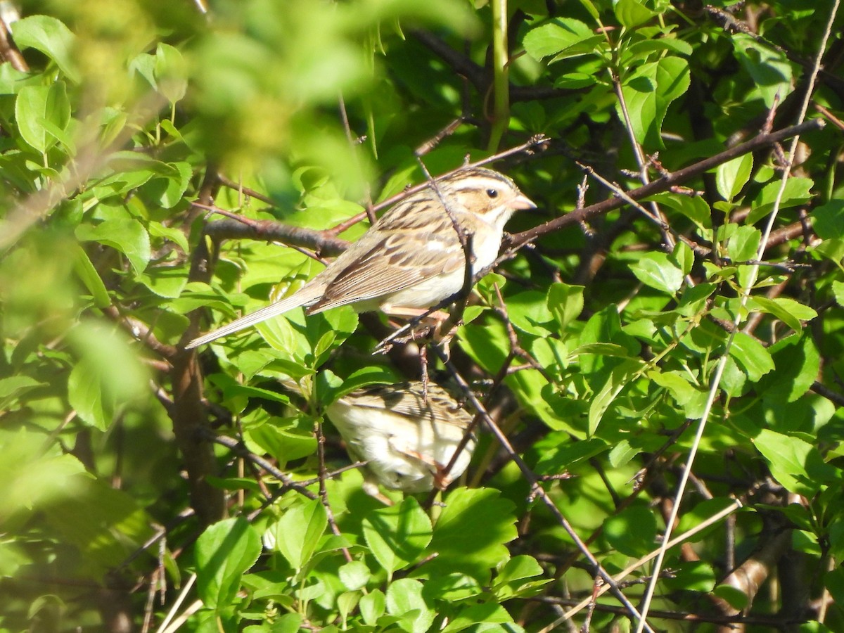 Clay-colored Sparrow - ML619847974