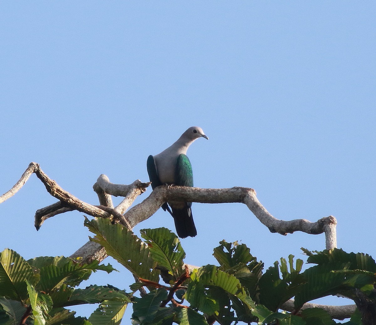 Green Imperial-Pigeon (Green) - ML619847983