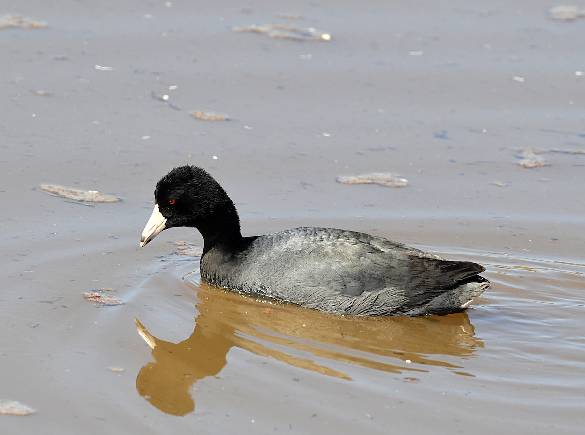 American Coot (Red-shielded) - ML619848002