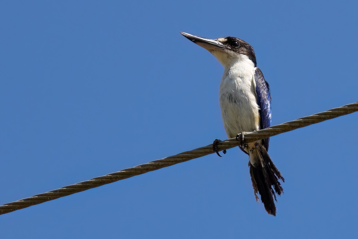 Forest Kingfisher - ML619848013