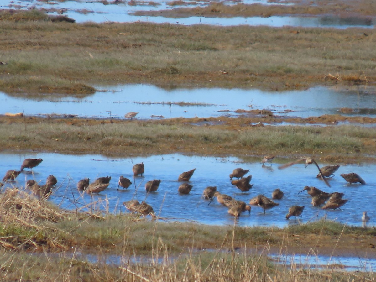 Long-billed Dowitcher - ML619848047