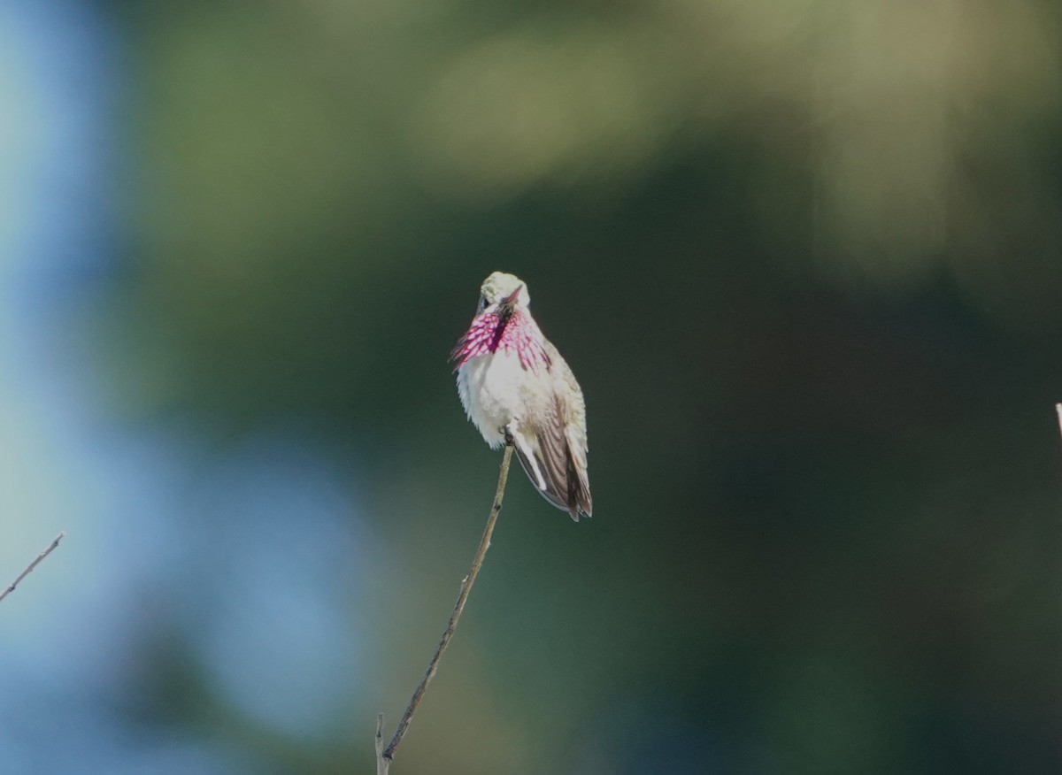 Calliope Hummingbird - ML619848049