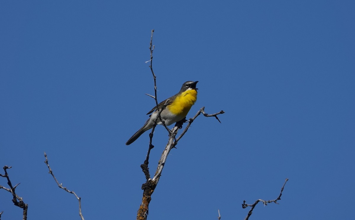 Yellow-breasted Chat - ML619848058