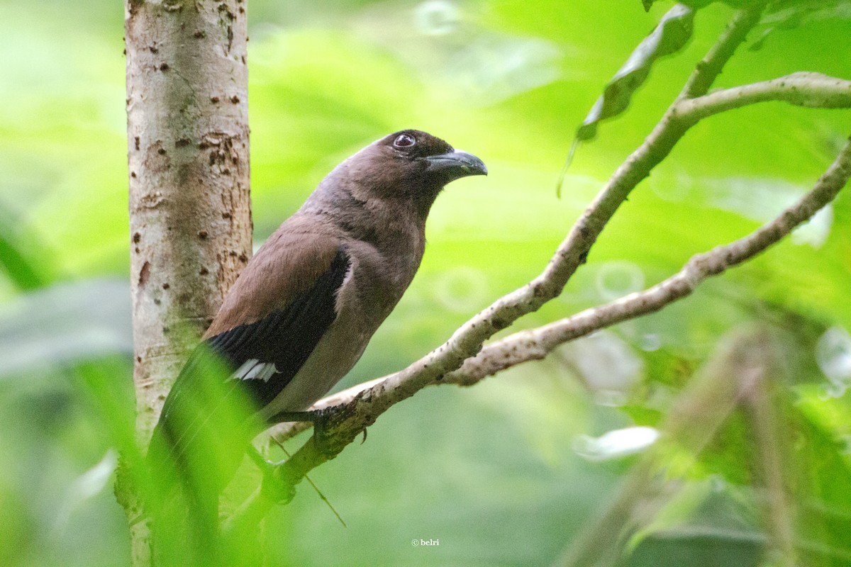 Gray Treepie - ML619848108