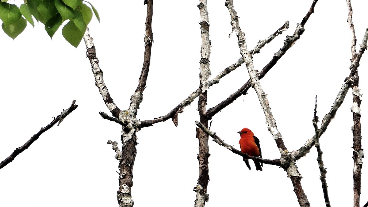Scarlet Tanager - ML619848122