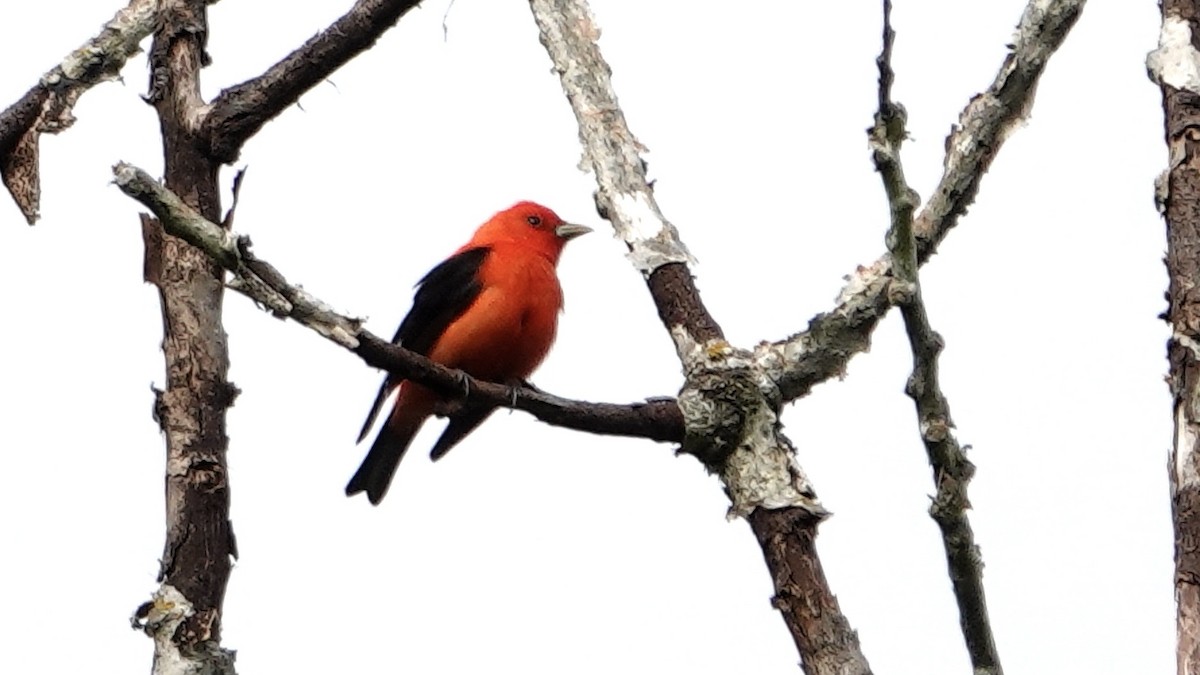 Scarlet Tanager - ML619848126