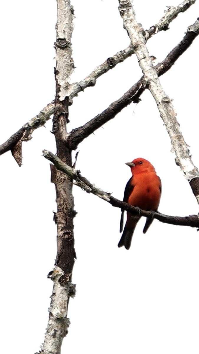 Scarlet Tanager - ML619848127