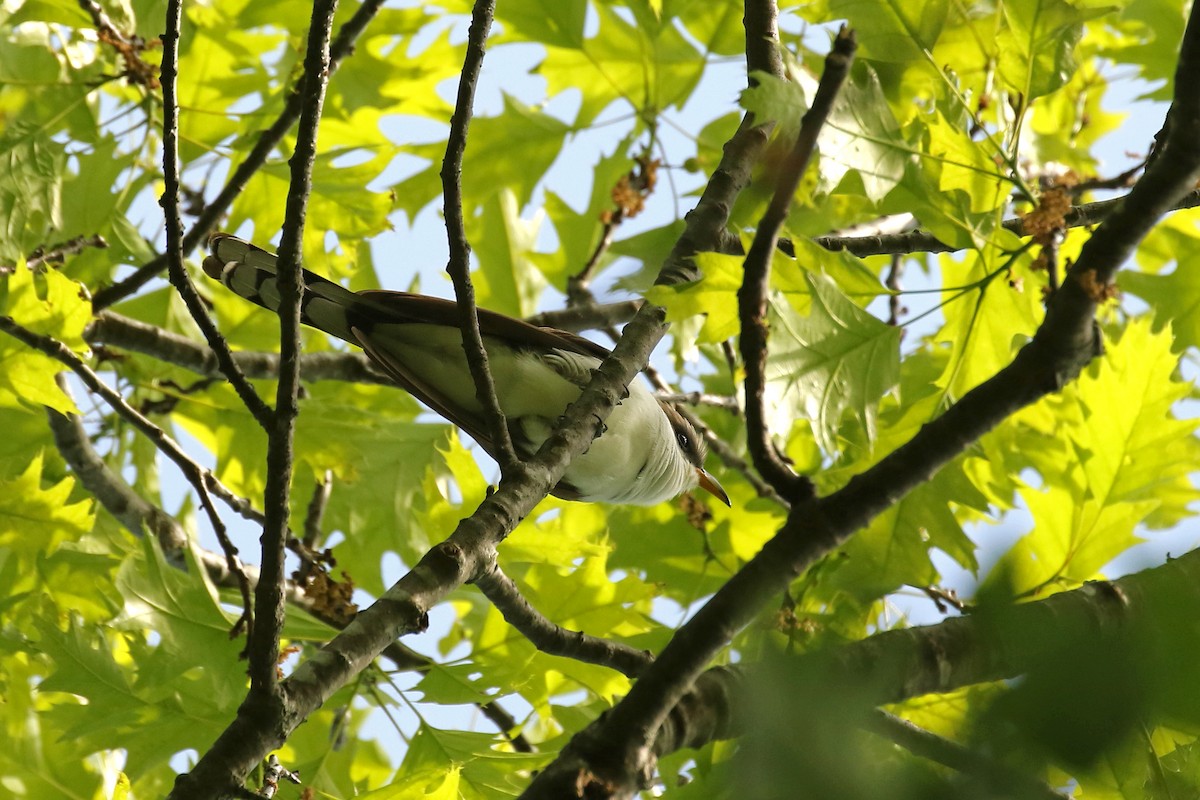 Yellow-billed Cuckoo - ML619848131