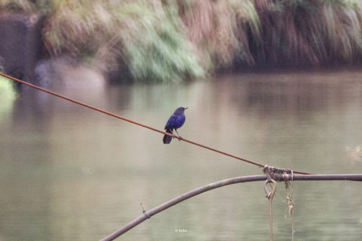 Тайваньская синяя птица - ML619848133