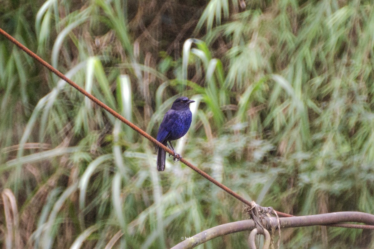 Тайваньская синяя птица - ML619848134