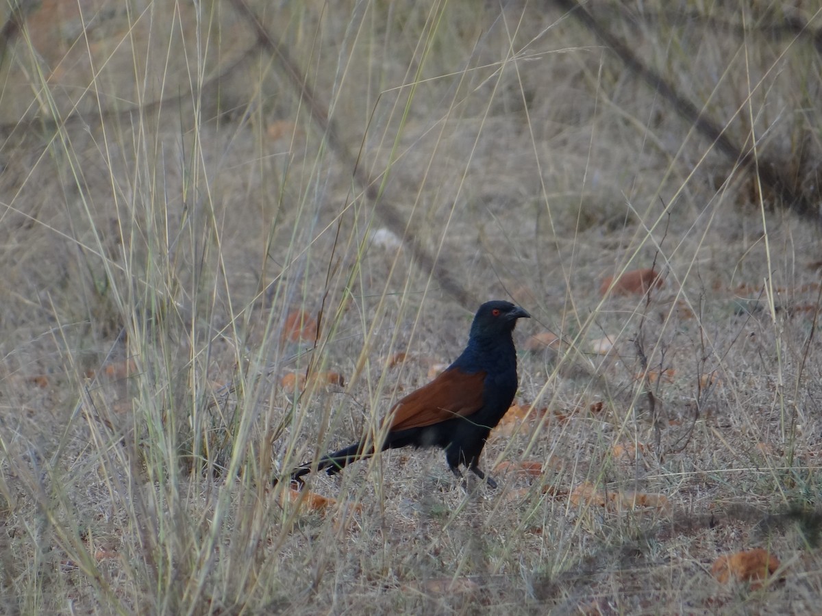 Greater Coucal - ML619848137