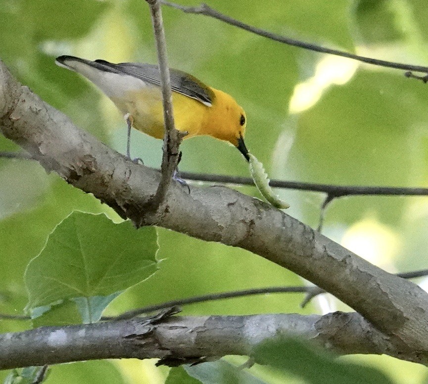 Prothonotary Warbler - ML619848156