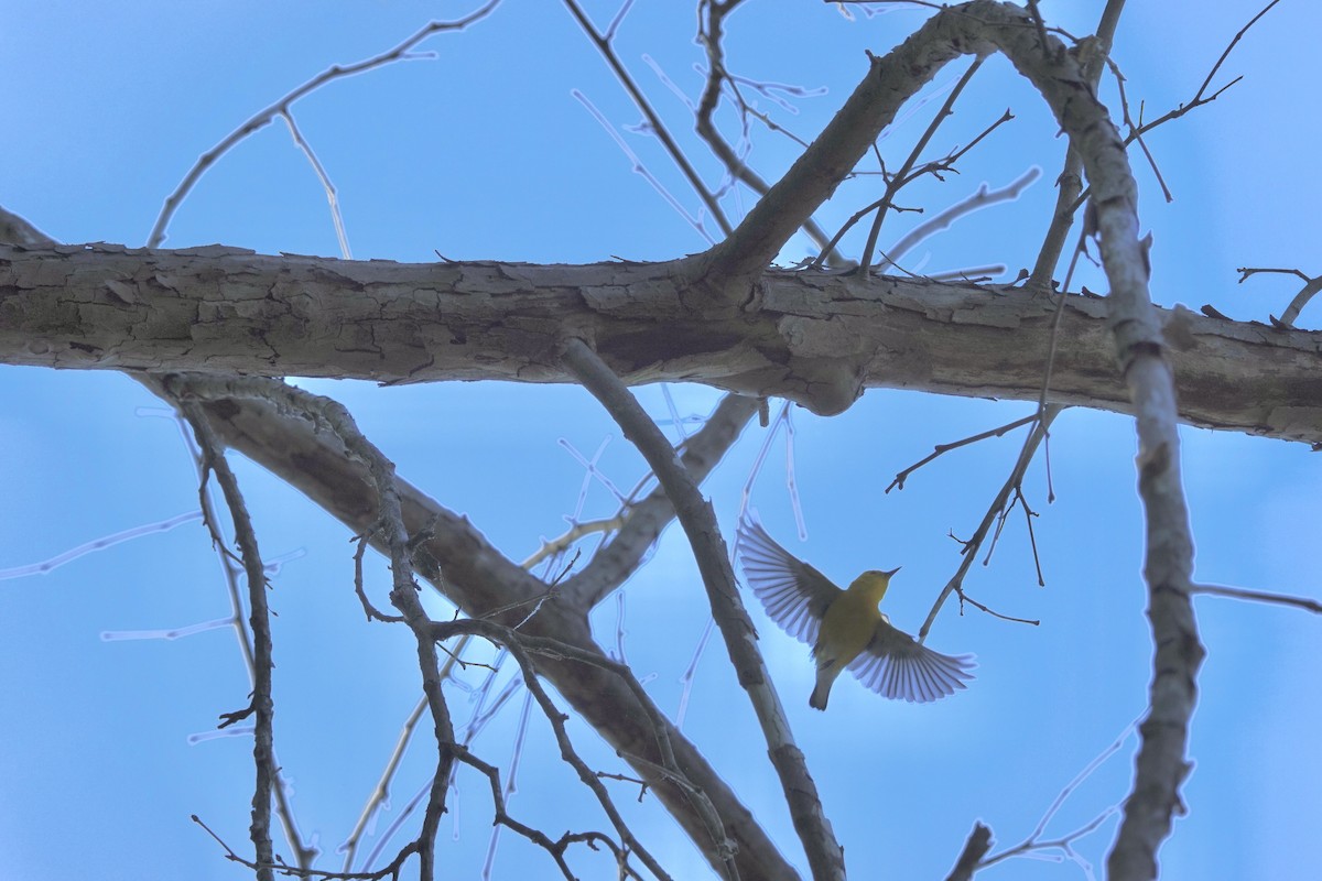 Prothonotary Warbler - ML619848157