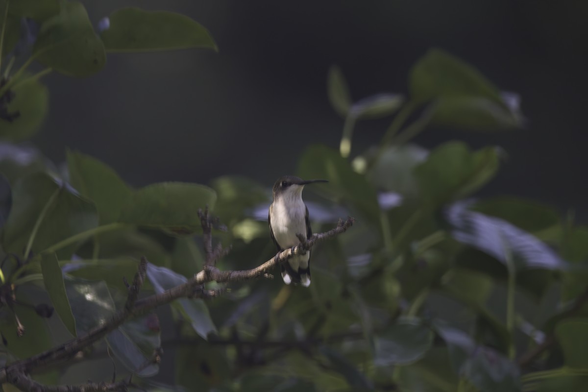 Ruby-throated Hummingbird - ML619848161