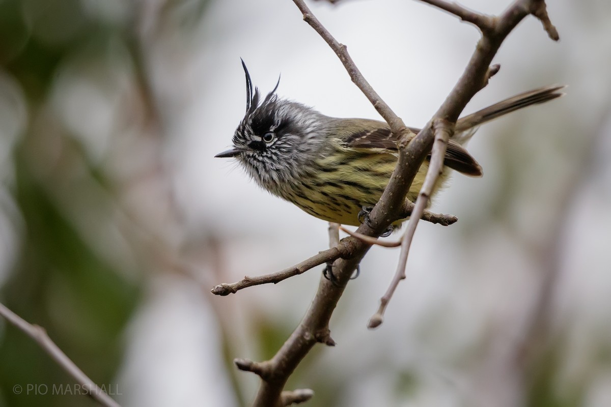 Taurillon mésange - ML619848179