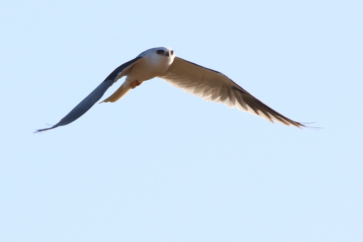 White-tailed Kite - ML619848213
