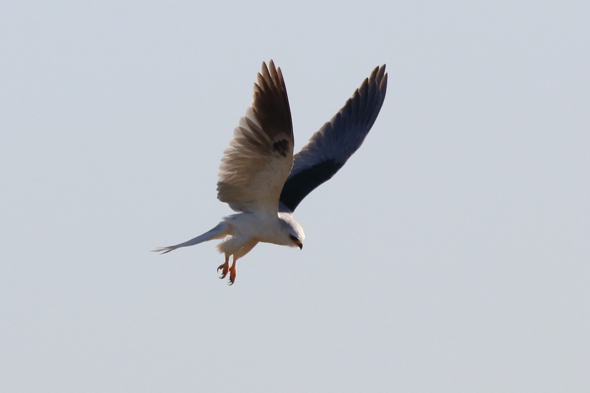 White-tailed Kite - ML619848214