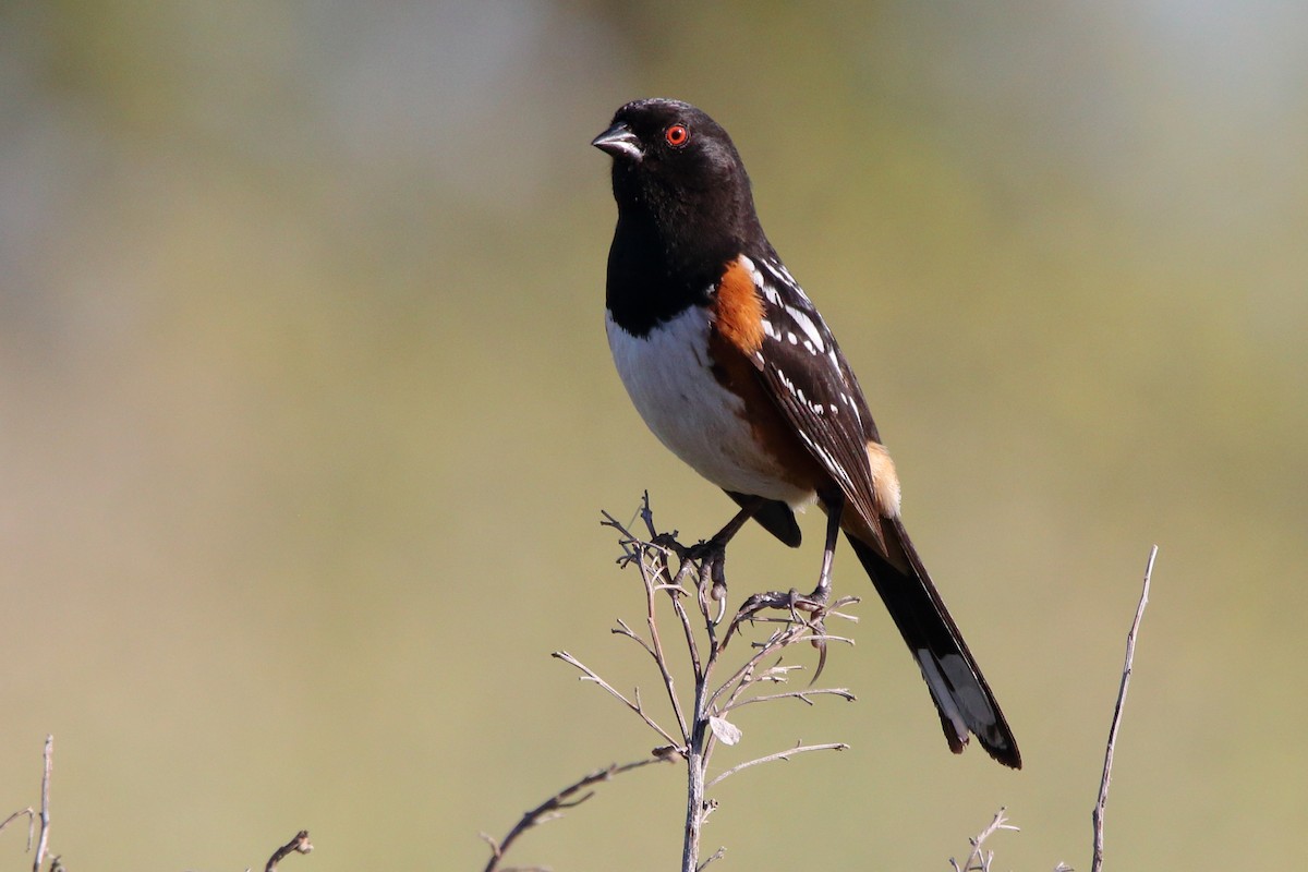 Spotted Towhee - ML619848219