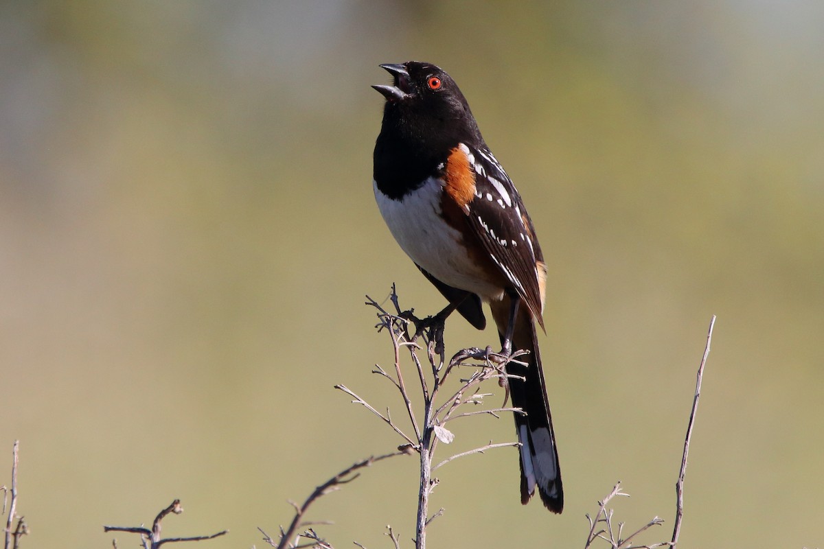Spotted Towhee - ML619848220