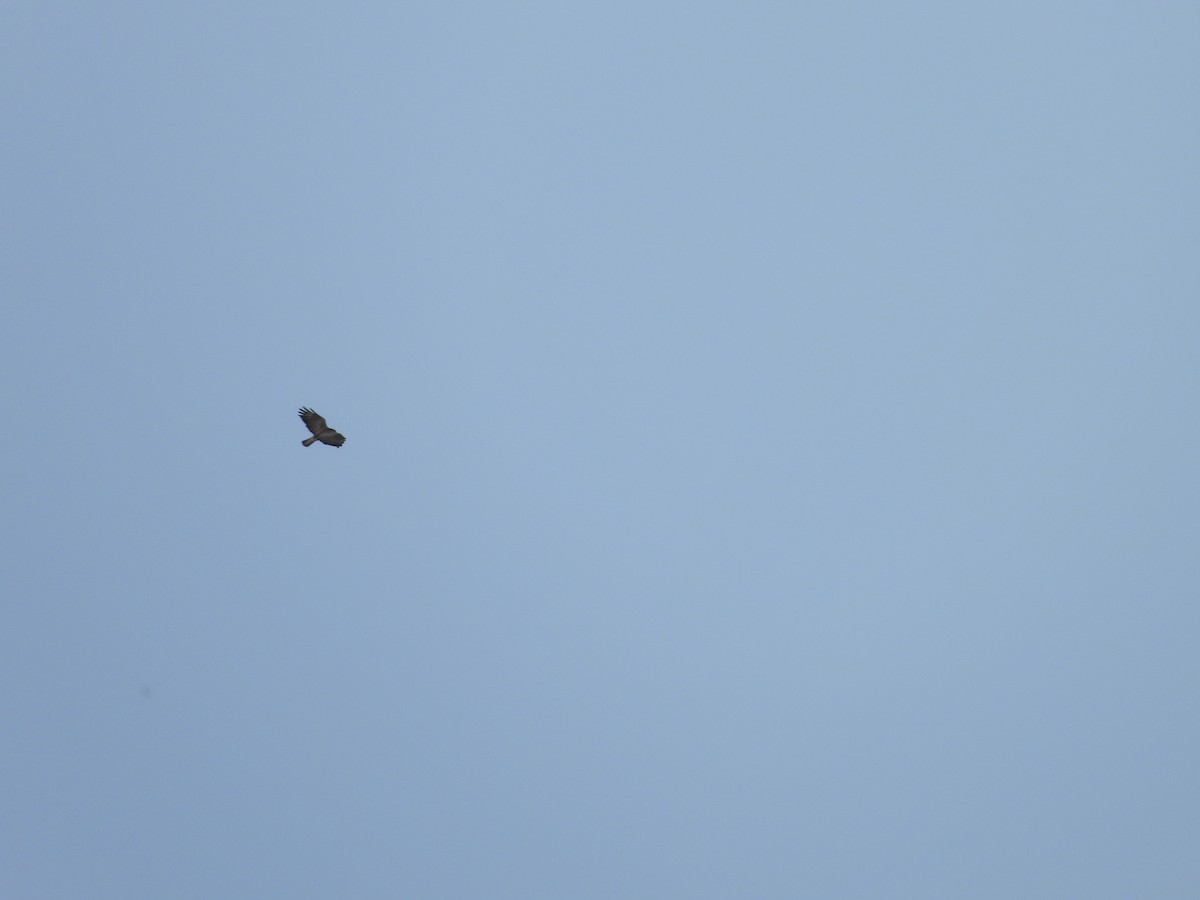 Common Buzzard - ML619848221