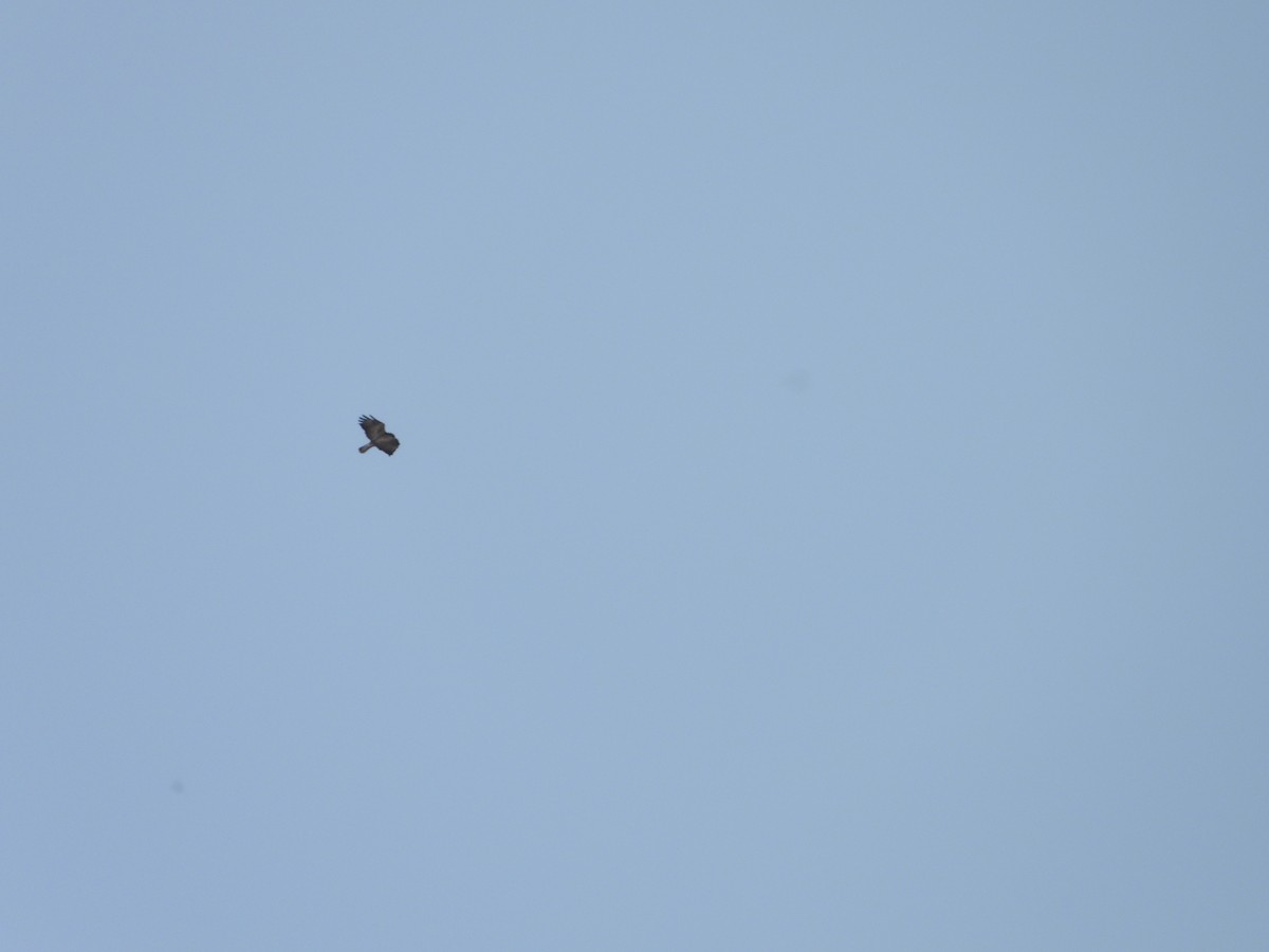 Common Buzzard - ML619848223