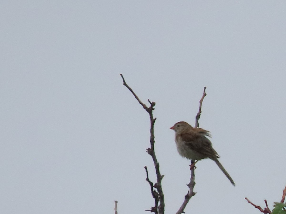 Field Sparrow - ML619848238