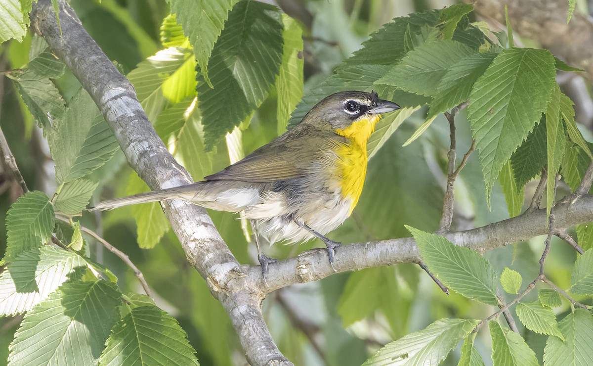 Yellow-breasted Chat - ML619848240