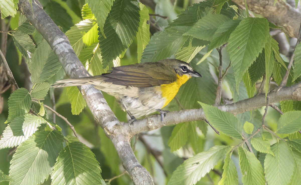 Yellow-breasted Chat - ML619848243
