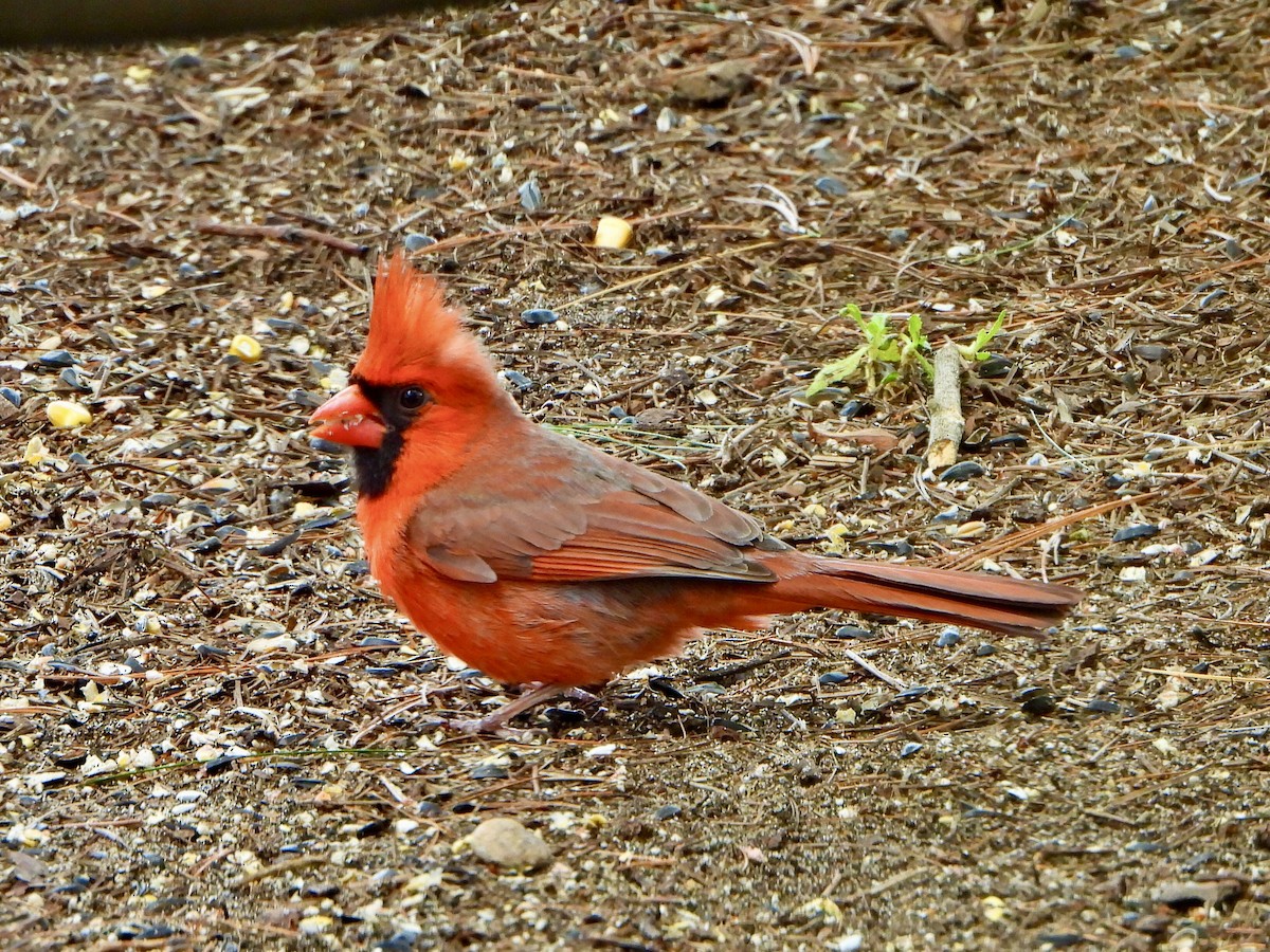 Красный кардинал - ML619848246