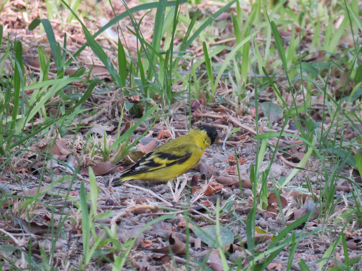 Hooded Siskin - ML619848247