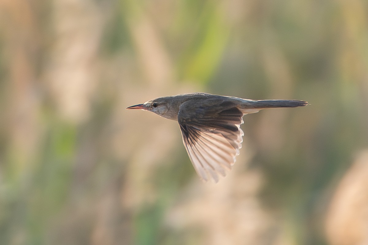 Basra Reed Warbler - ML619848268