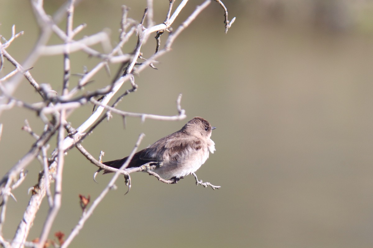 Northern Rough-winged Swallow - ML619848270