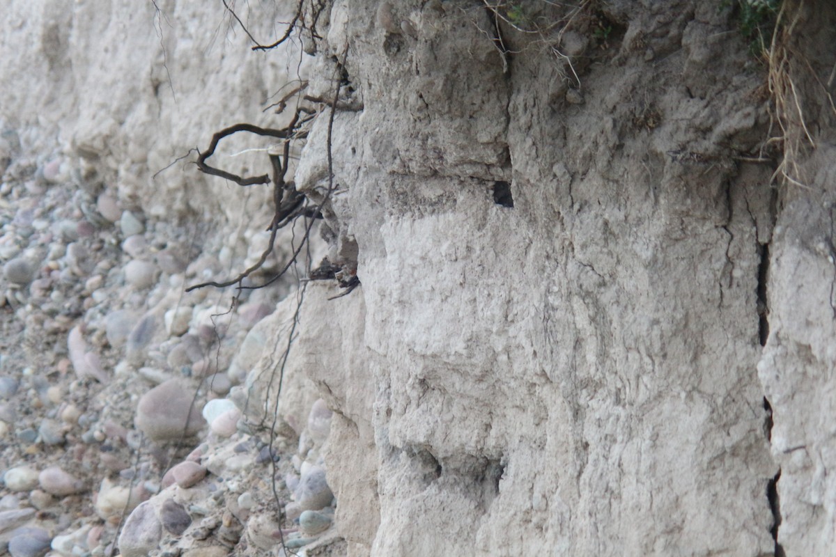 Northern Rough-winged Swallow - ML619848271