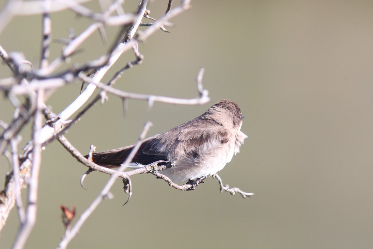 Northern Rough-winged Swallow - ML619848273