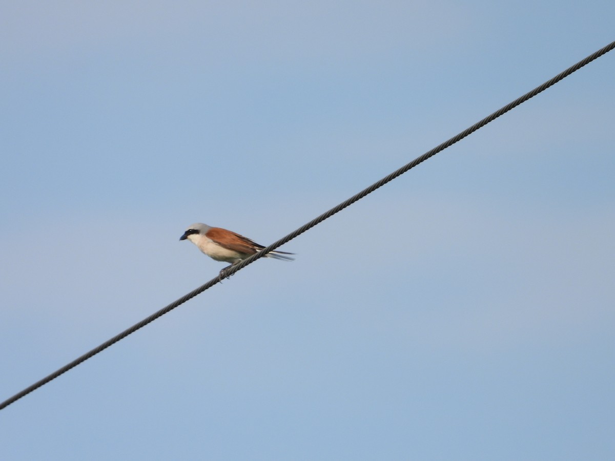 Red-backed Shrike - ML619848276