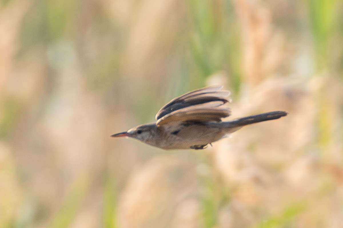 Basra Reed Warbler - ML619848278