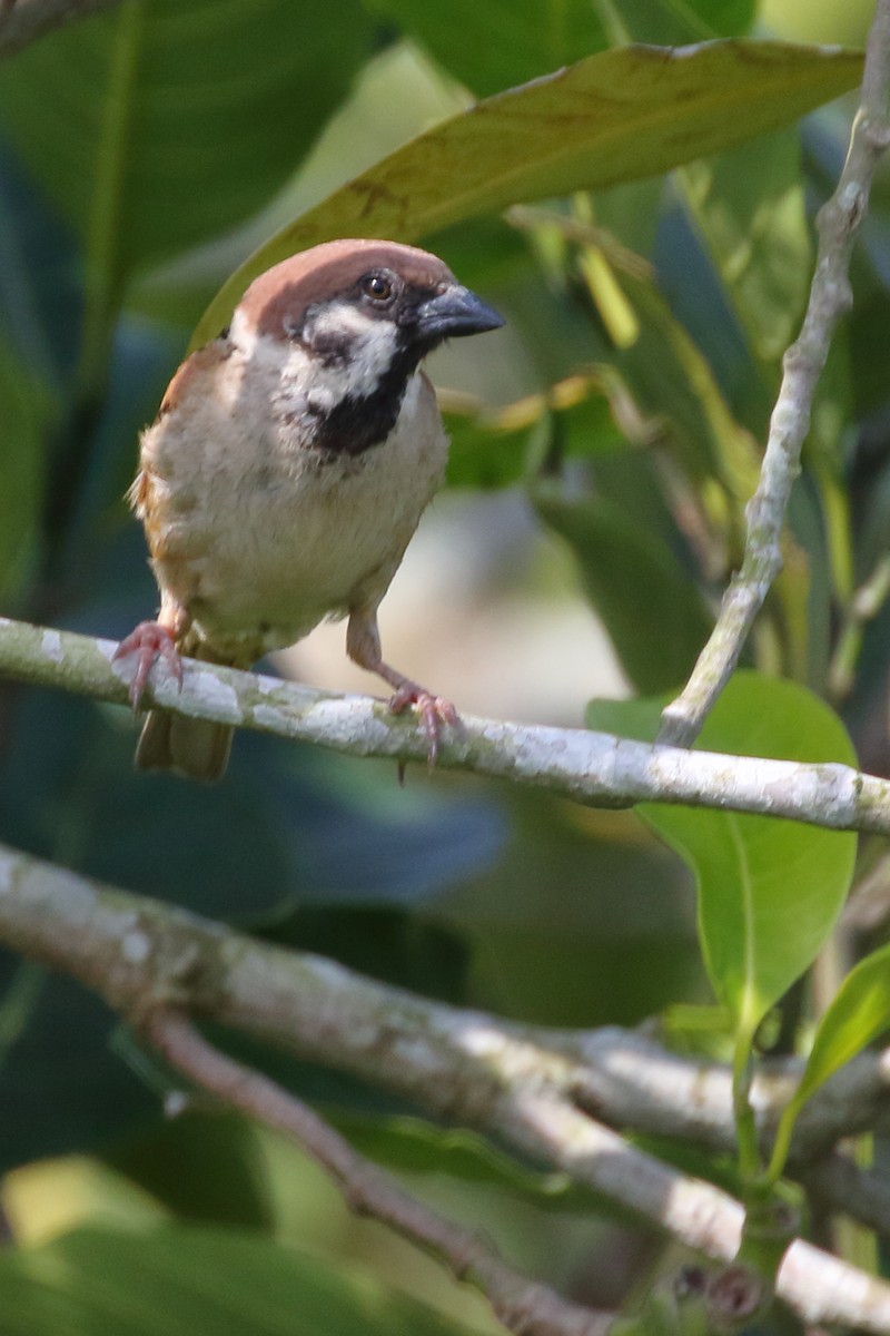 Eurasian Tree Sparrow - ML619848279