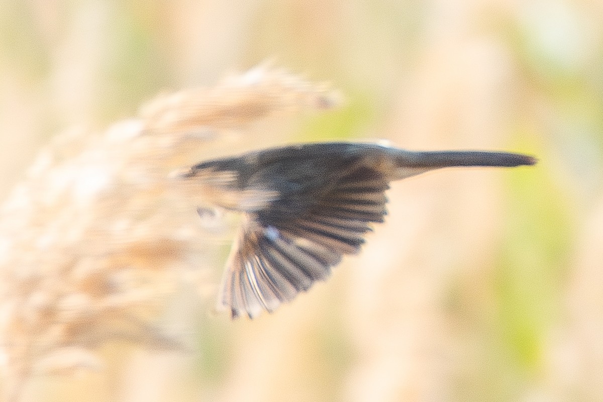 Basra Reed Warbler - ML619848285