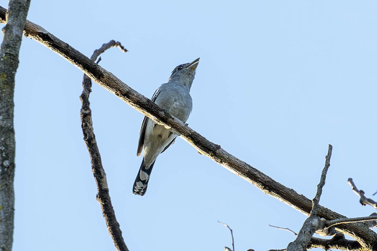 White-winged Becard - ML619848291