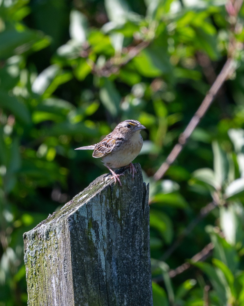 Grasshopper Sparrow - ML619848298