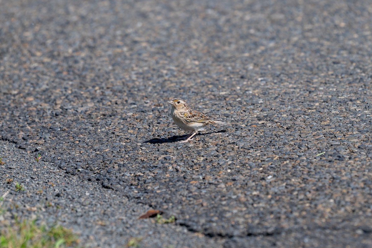 Grasshopper Sparrow - ML619848299