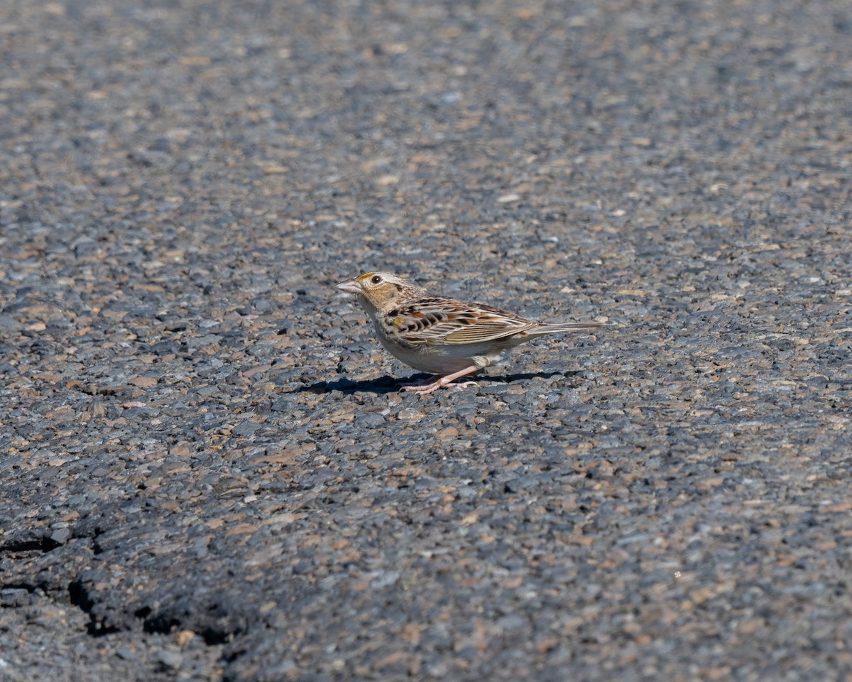 Grasshopper Sparrow - ML619848300