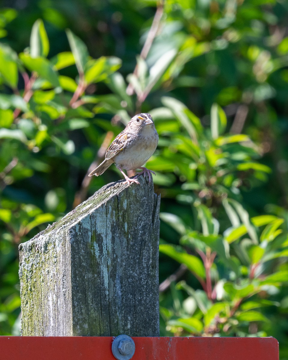 Grasshopper Sparrow - ML619848301