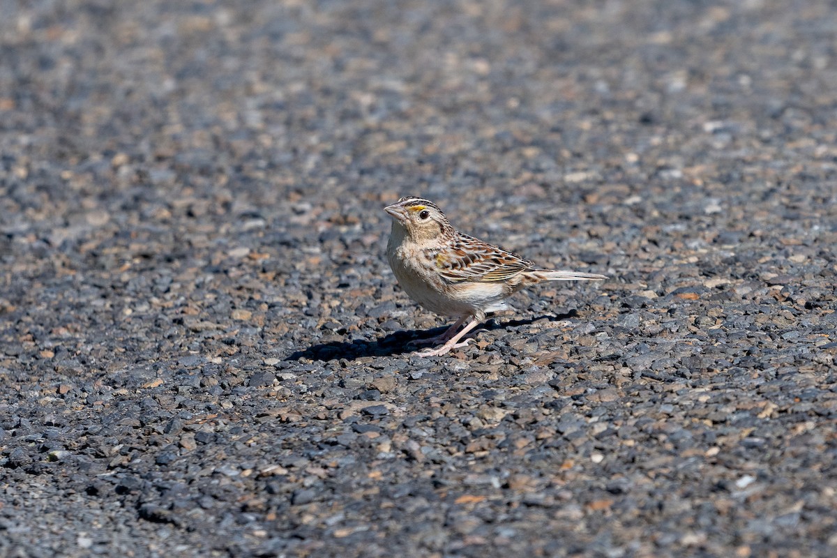 Grasshopper Sparrow - ML619848302