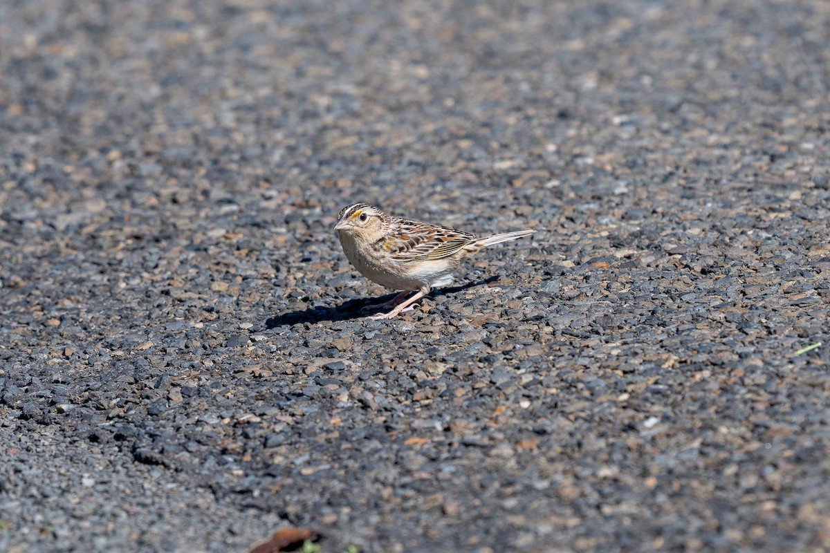 Grasshopper Sparrow - ML619848304