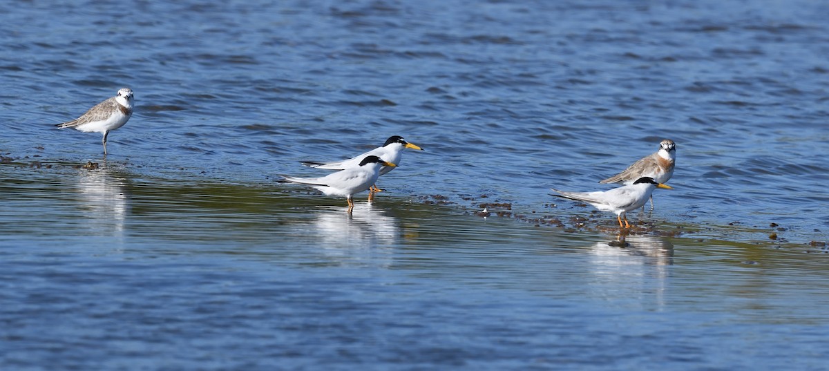 Greater Sand-Plover - ML619848311