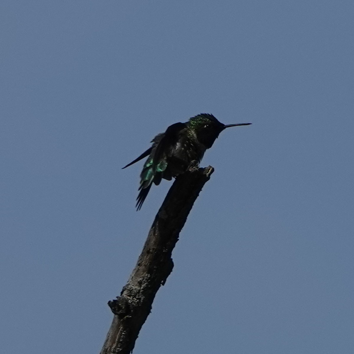 Colibri à gorge rubis - ML619848317